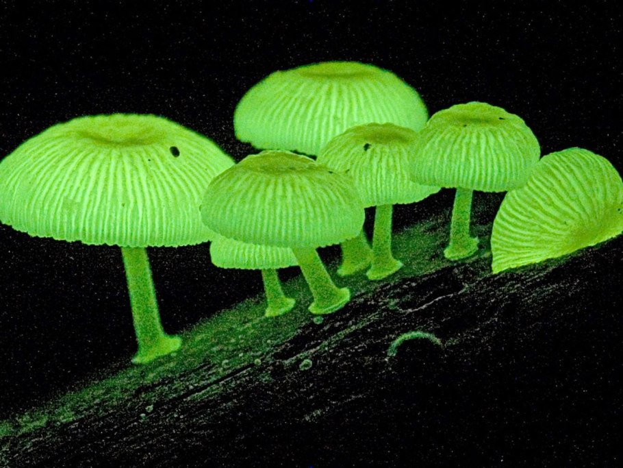 Травянистые растения, мхи, грибы.