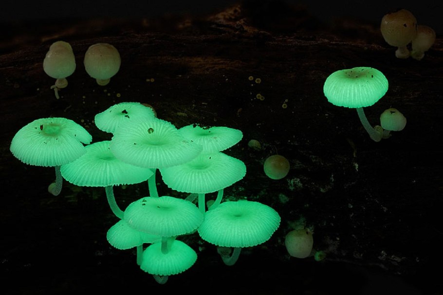 Mycena LUXAETERNA