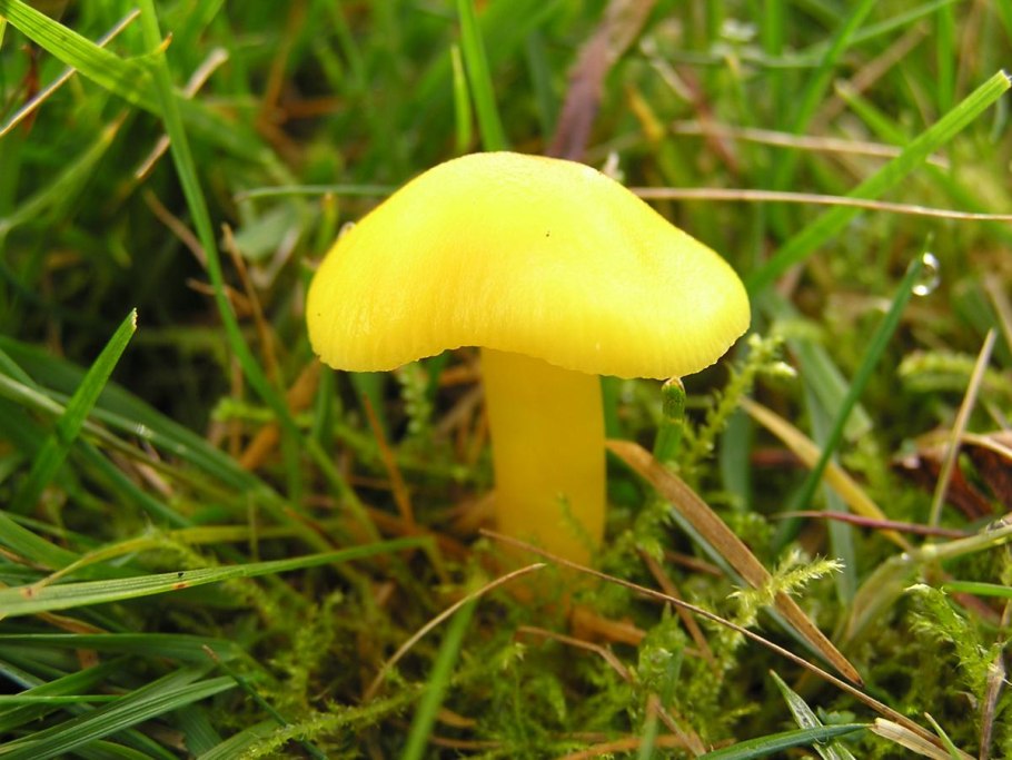 Паутинник фиолетовый