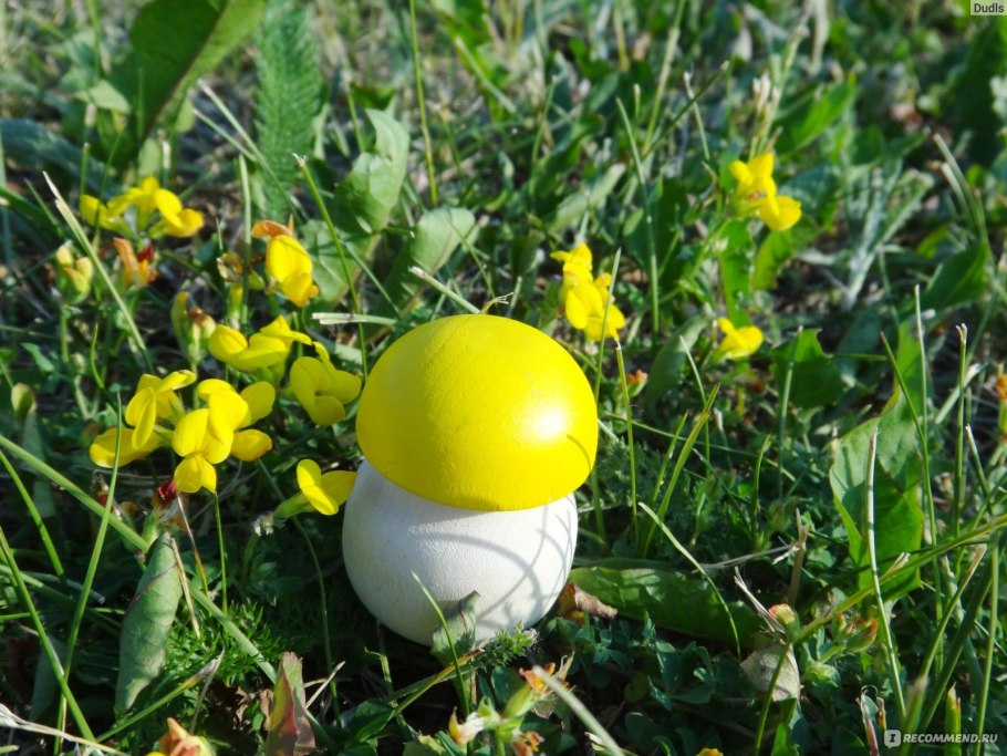 Ядовитые грибы с зеленой шляпкой