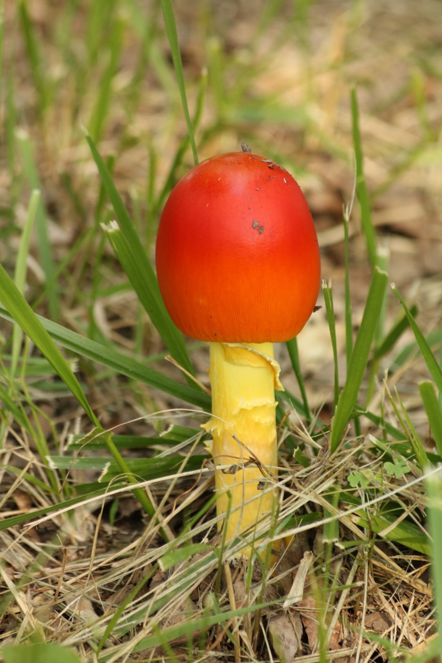 Entoloma chytrophilum