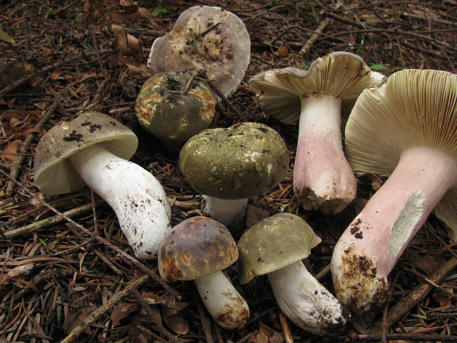 Шляпочный гриб сыроежка