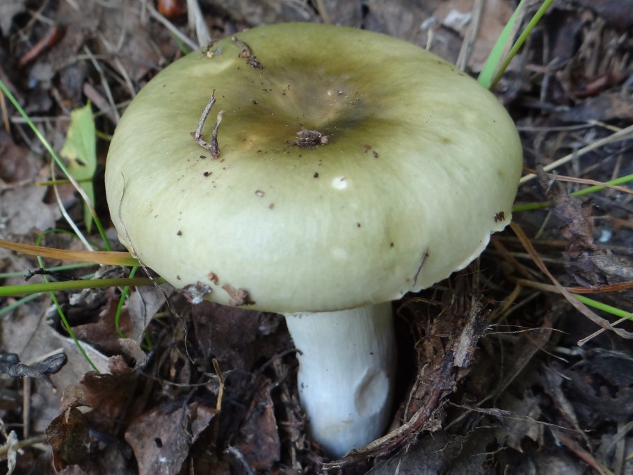 Сыроежка Чешуйчатая (Russula virescens)