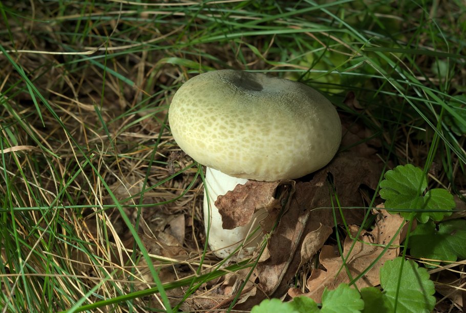 Сыроежка Чешуйчатая (Russula virescens)