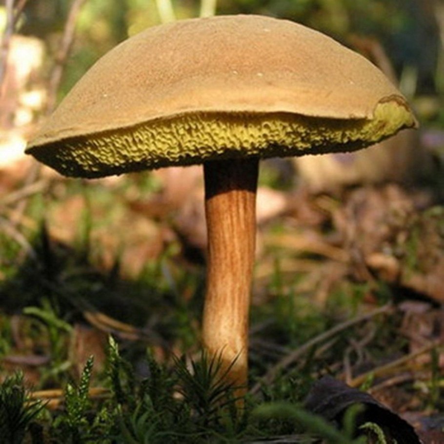 Hygrocybe psittacina