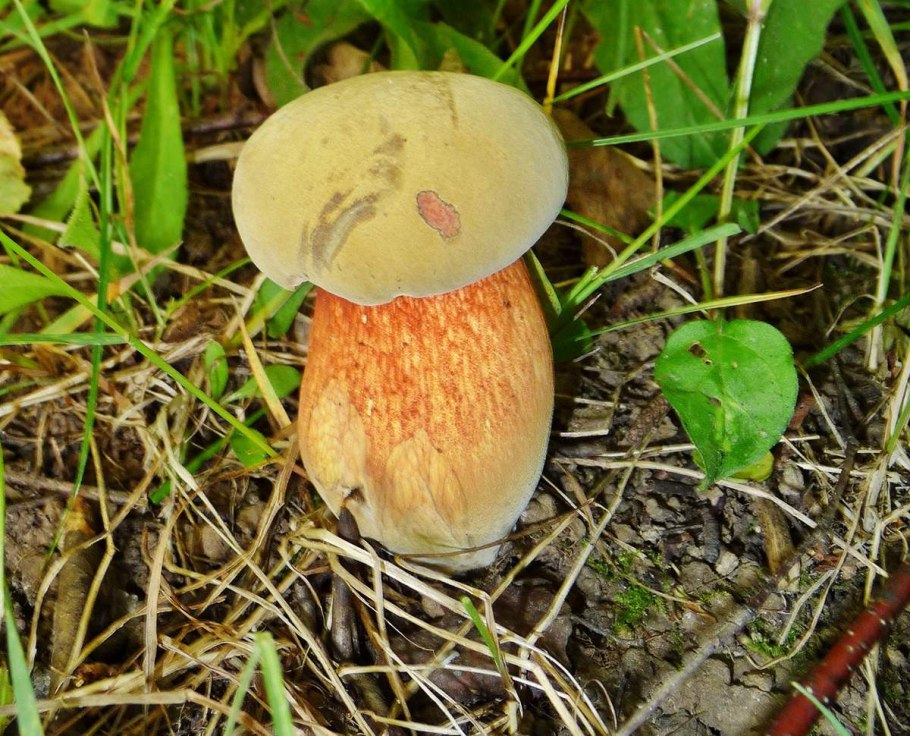 Russula ionochlora