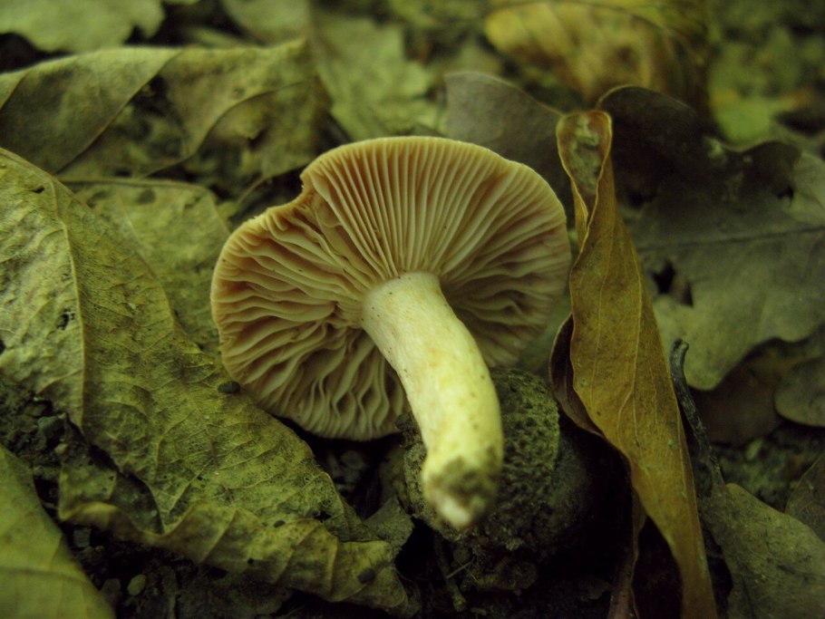 Russula subgraminicolor