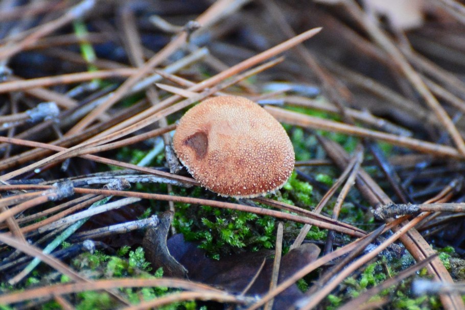 Гриб с опушкой с зеленой шляпкой