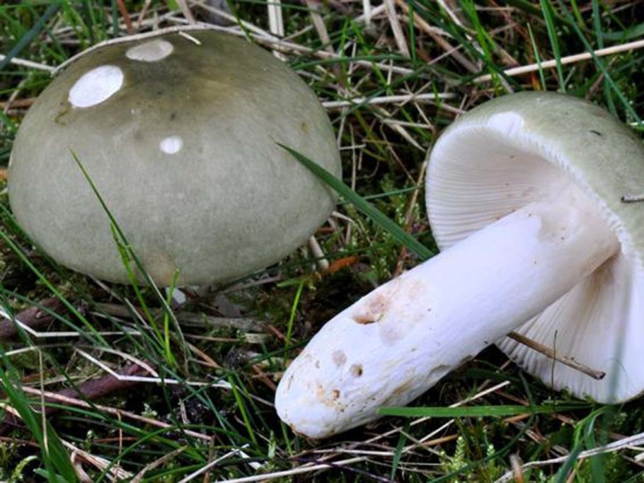 Сыроежка зелёная (Russula aeruginea).