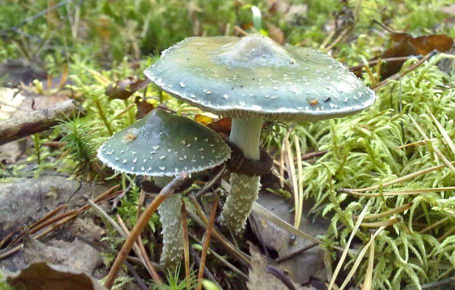 Гриб Russula cyanoxantha