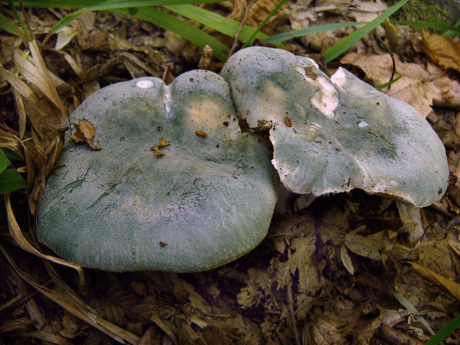 Гриб с темной шляпкой