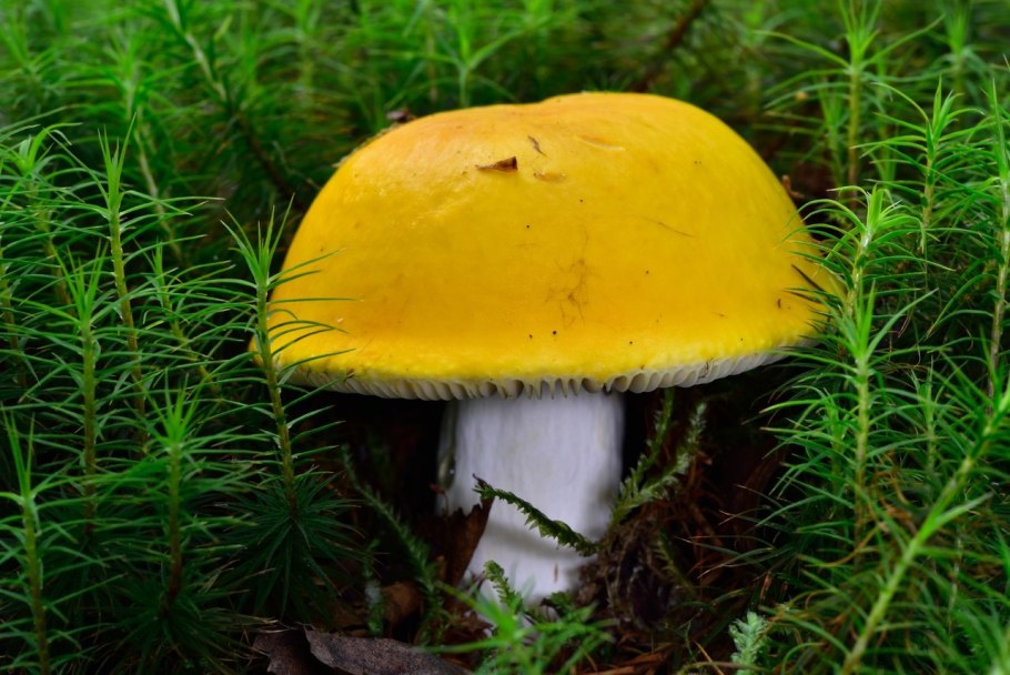 Гриб сыроежка золотистая