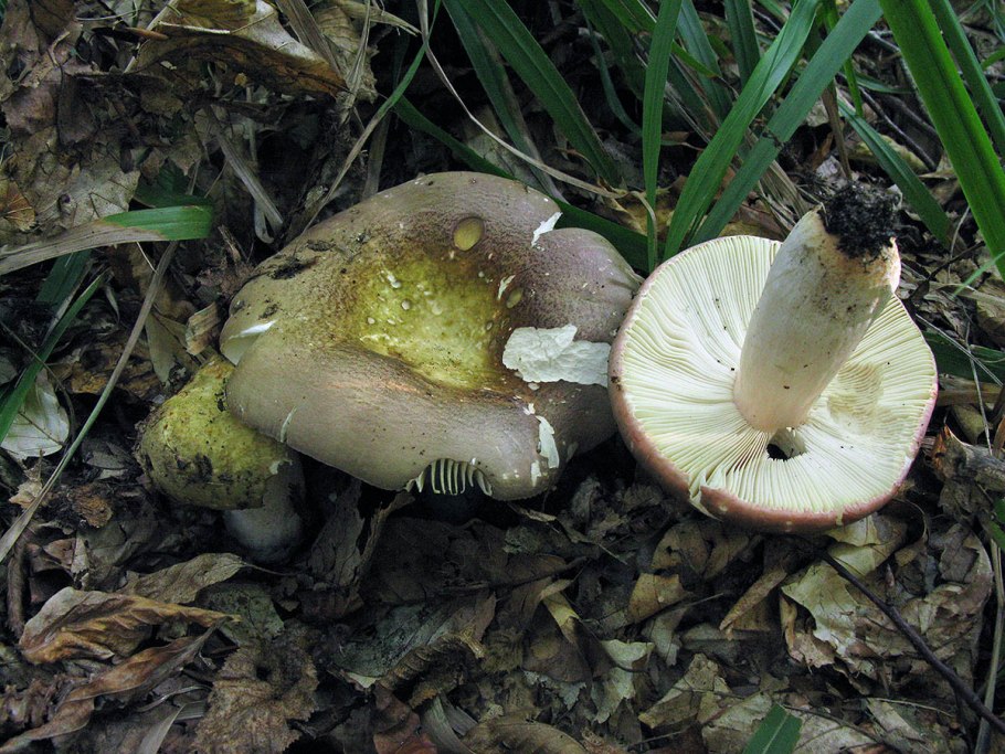 Гриб сыроежка зеленая