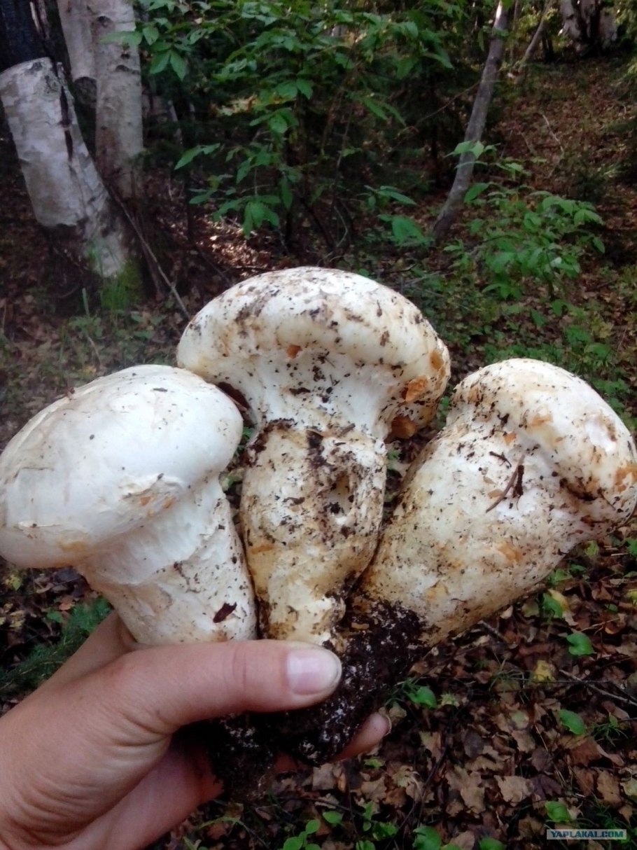 Боровой шампиньон