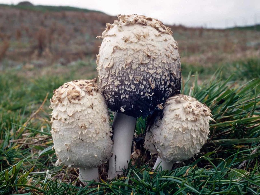 Coprinus comatus гриб