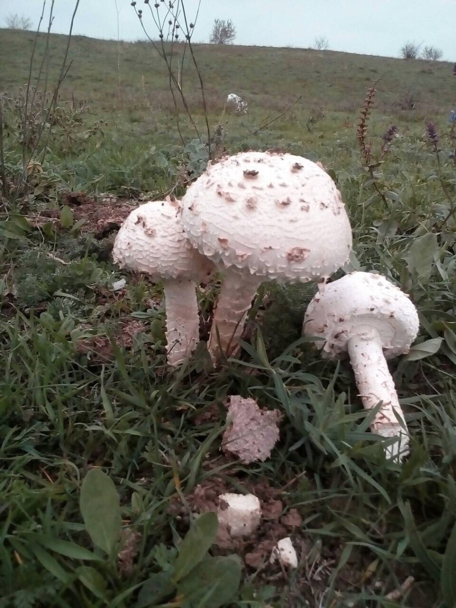 Шампиньон навозный