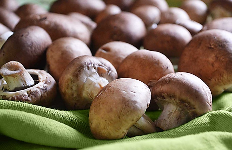 Шампиньон Королевский двуспоровый