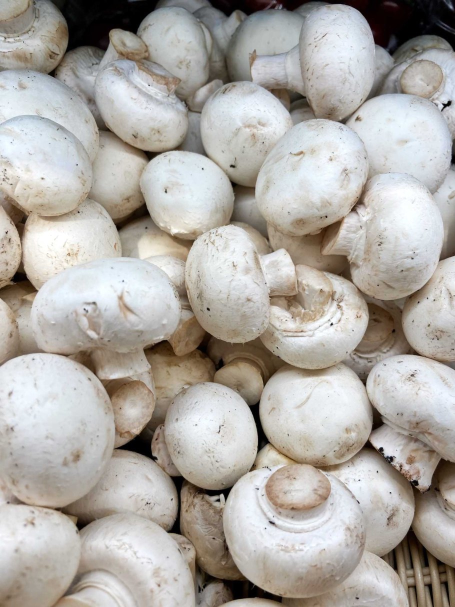 Шампиньоны степные