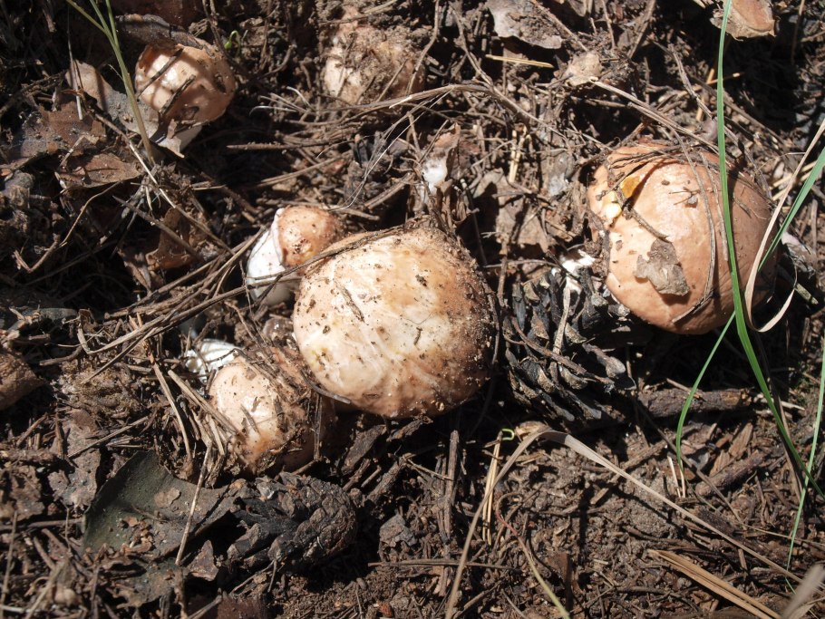 Шампиньон навозный