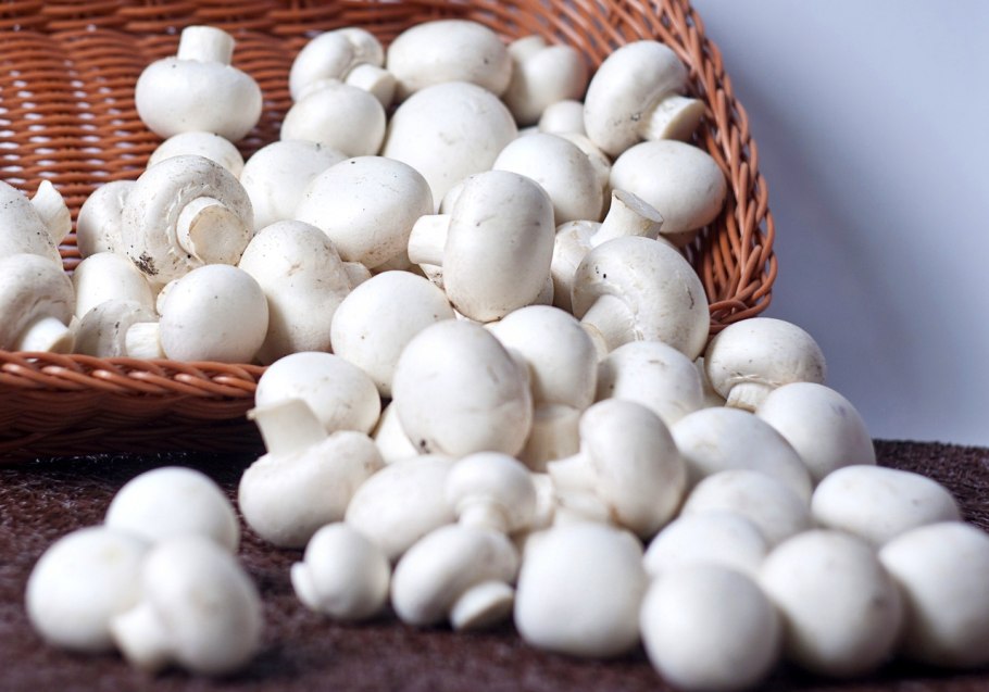 Шампиньоны фирмы