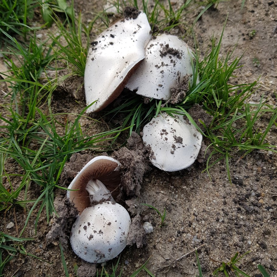Шампиньон обыкновенный (Agaricus Campestris)