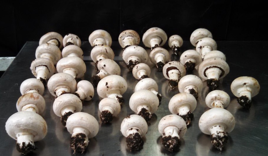 Формирование шампиньоны