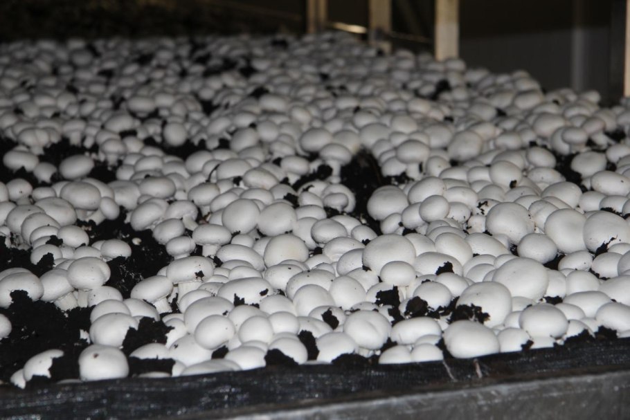 Шампиньоны Кубанские