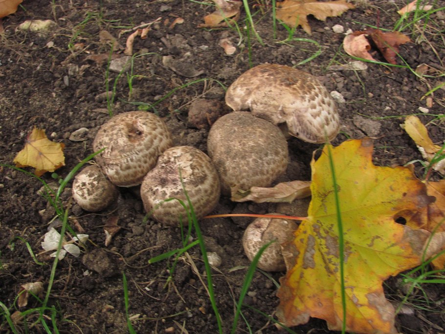 Шампиньоны на навозе