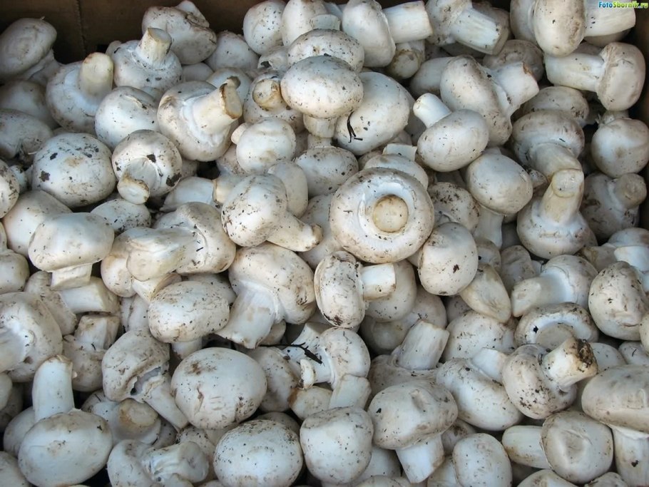 Грибы шампиньоны Ростовская область
