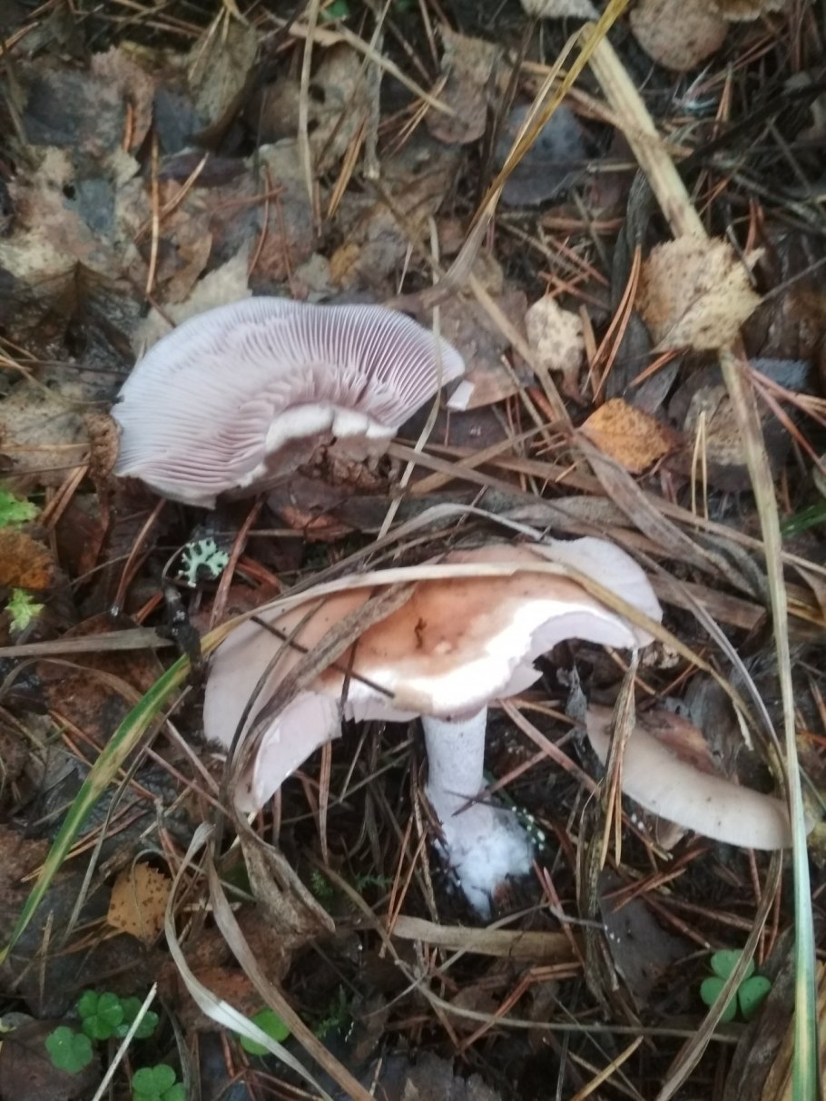 Рядовка серовато-сиреневая Lepista glaucocana