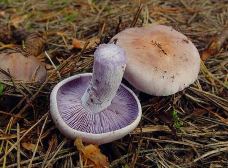 Рядовка сорная грязная Lepista sordida