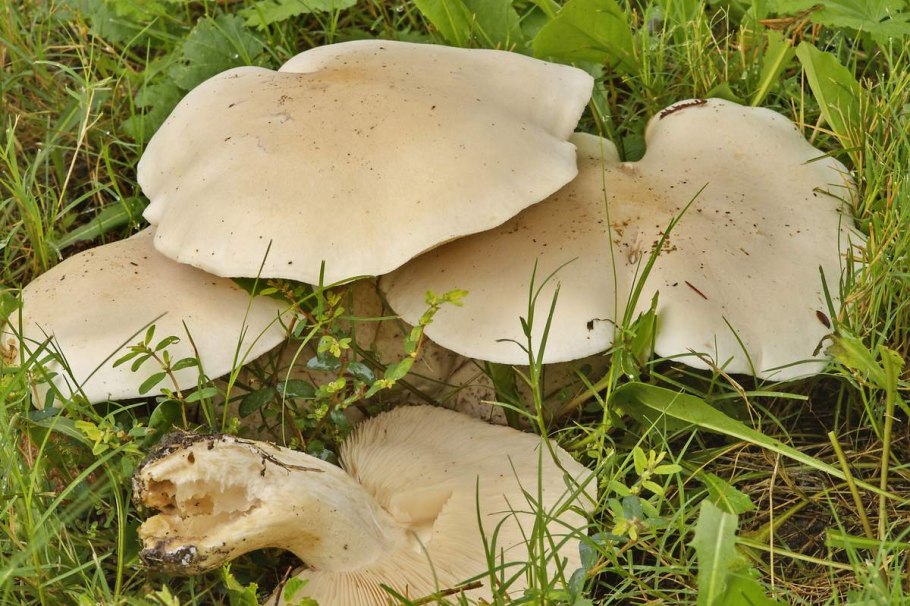 Рядовка фиолетовая Lepista nuda