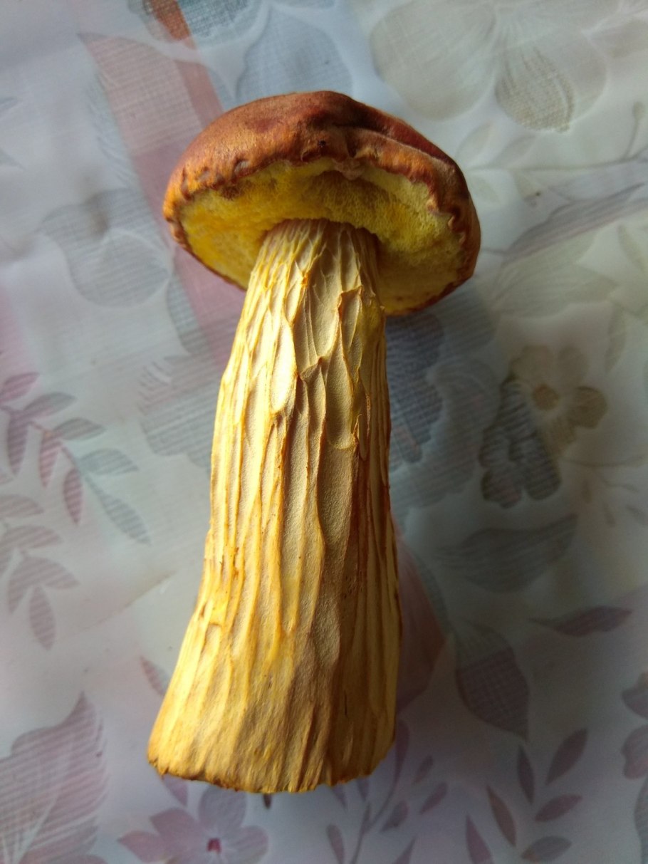 • Боровик золотой гриб