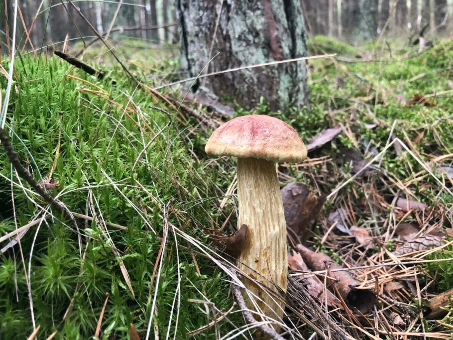 Золотистый гриб Куршская коса