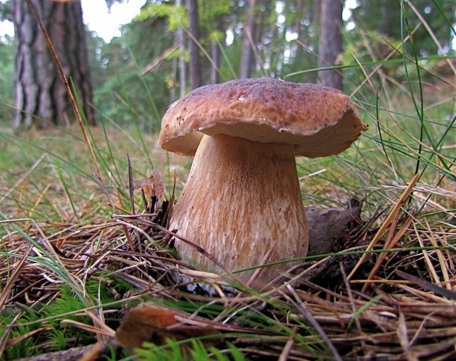 Канадский золотистый Боровик