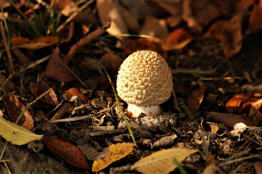 Тяжеловес грибы