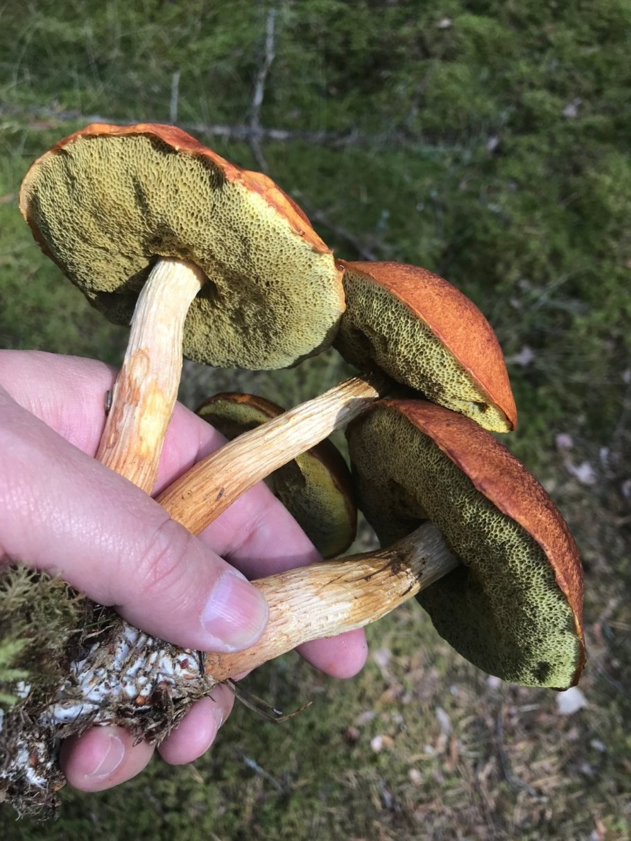 Канадский Боровик гриб