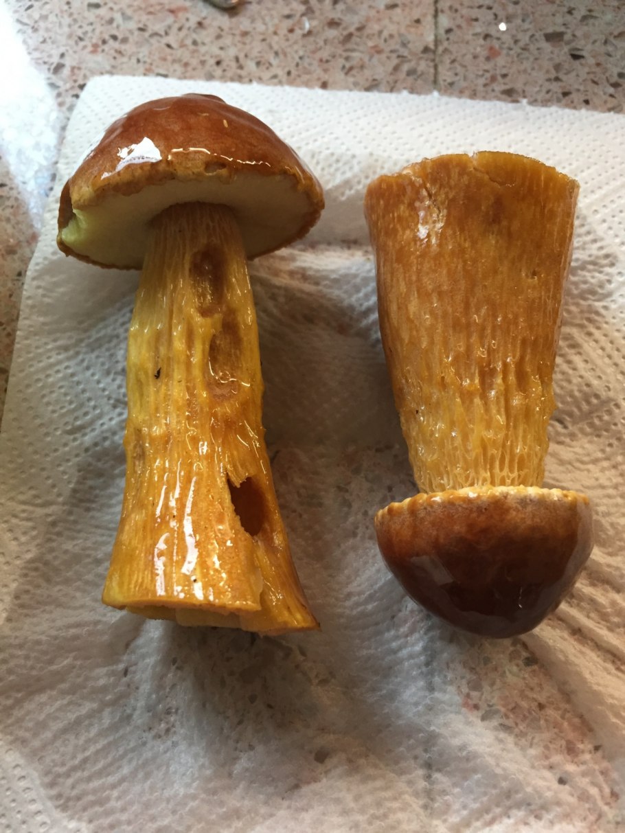 Гриб золотистый Боровик