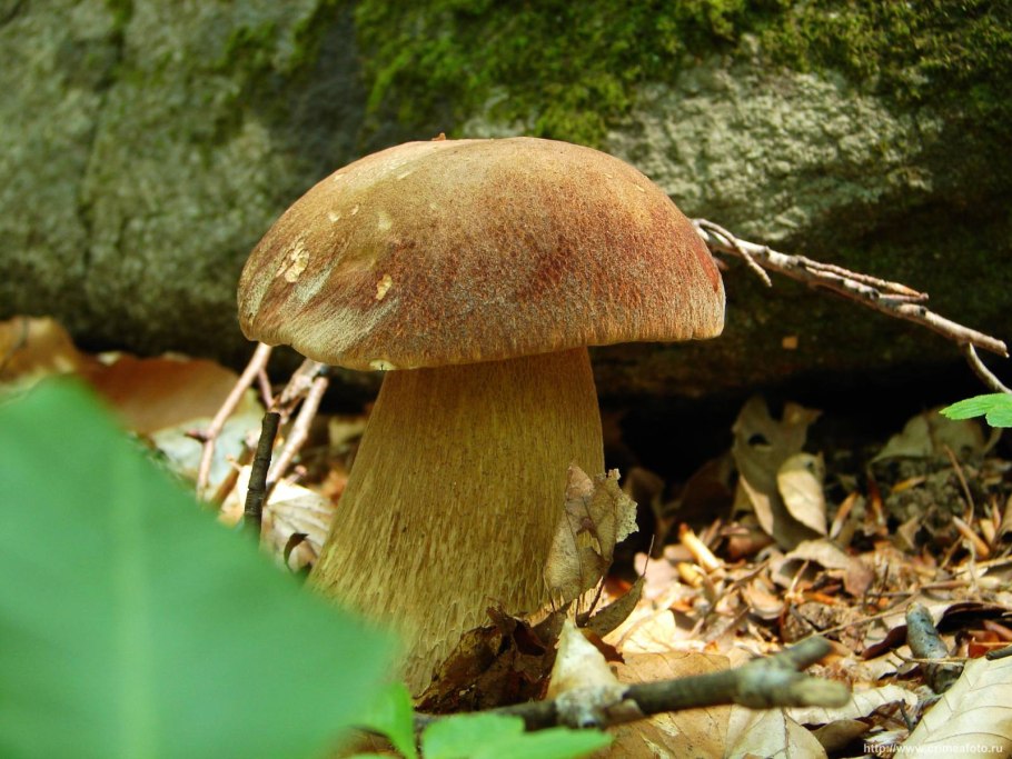 • Боровик золотой гриб