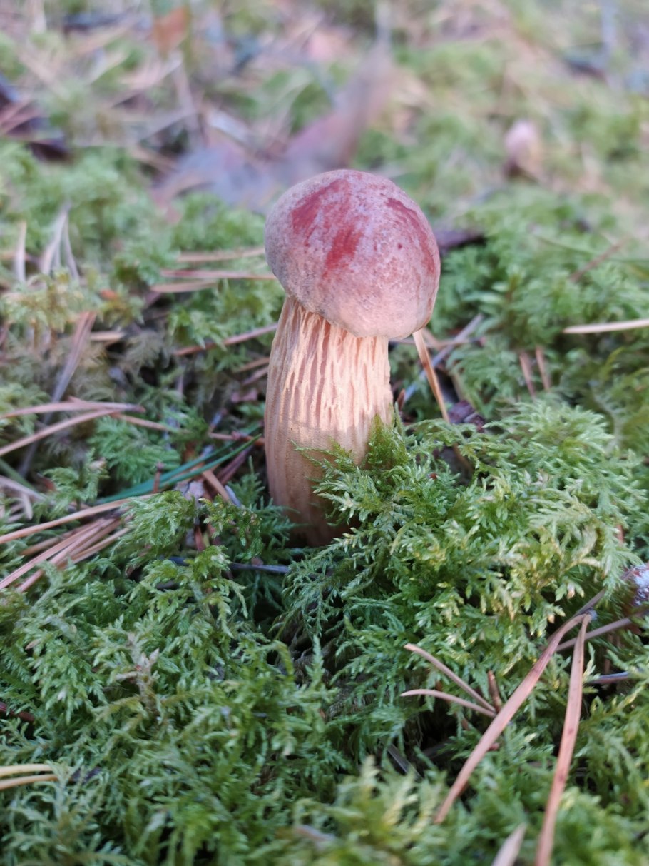 Золотистый Боровик