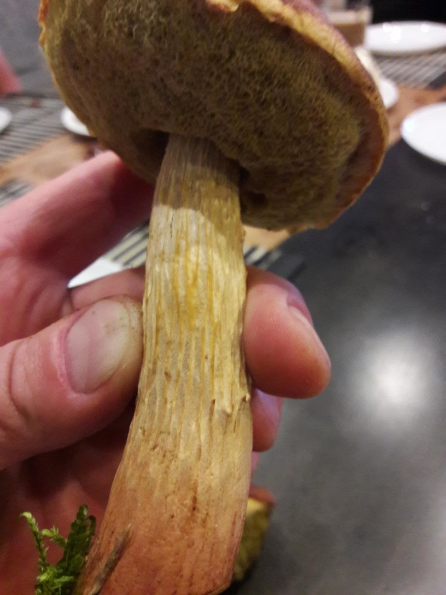 Боровик золотистый Aureoboletus projectellus