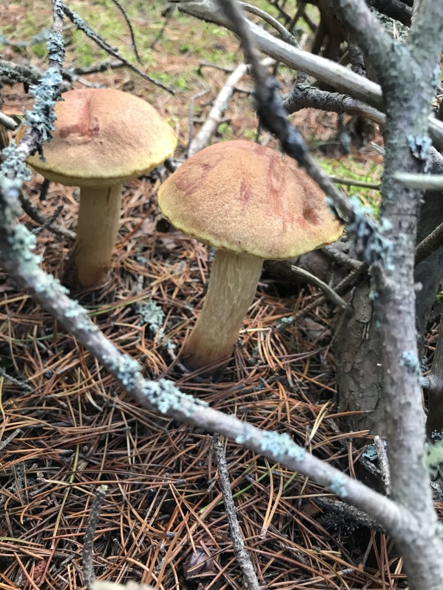 Боровой белый гриб