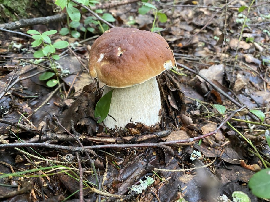 Опасный двойник белого гриба