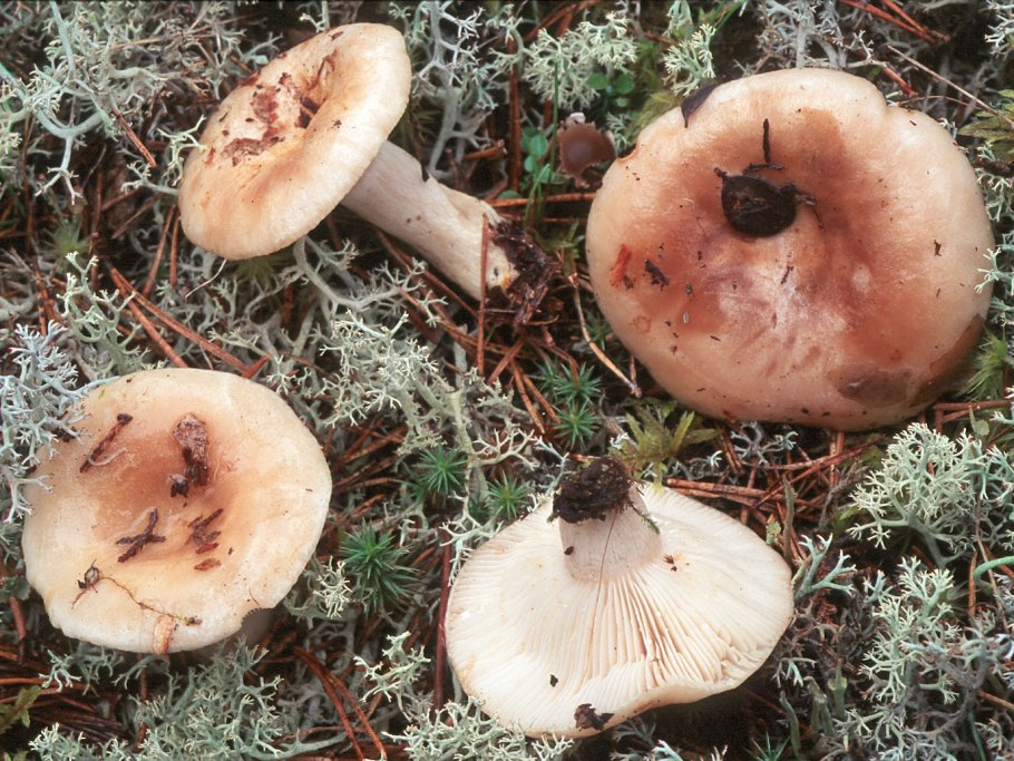 Волнушка желтая (Lactarius scrobiculatus)