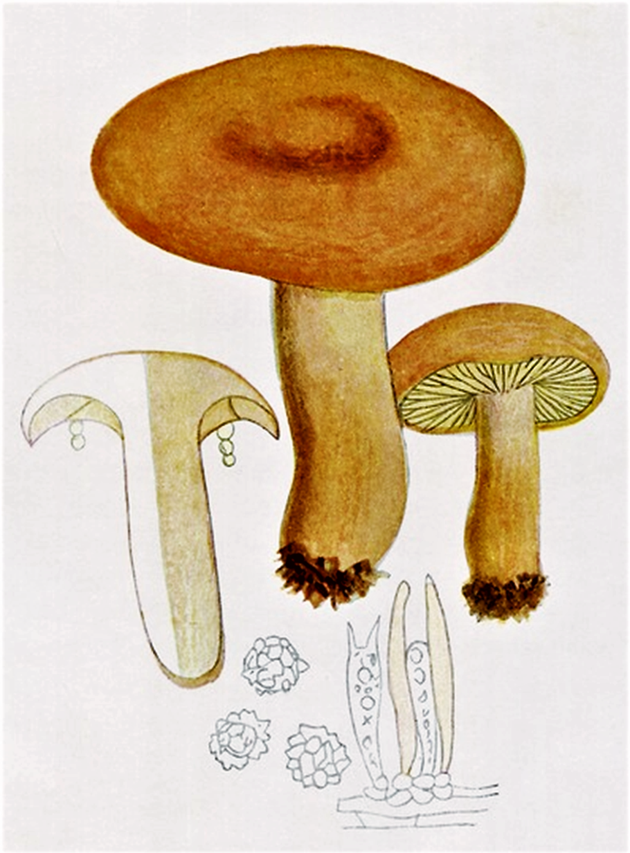 Рыжик серушка