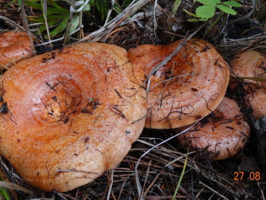 Молочай подорешник гриб