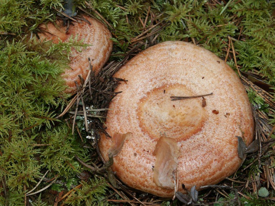 Млечник болотный Lactarius sphagneti