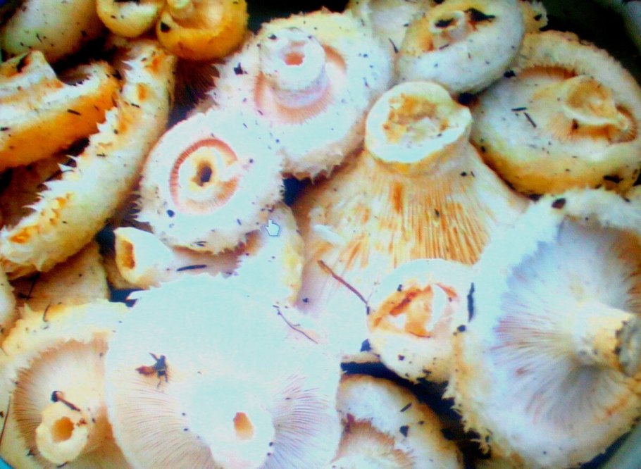 Lactarius volemus