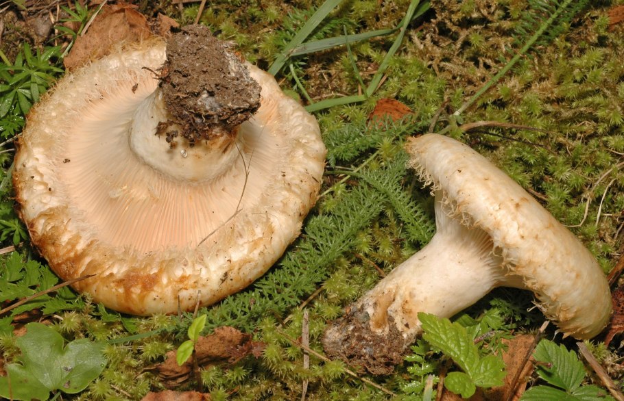 Рыжик настоящий Lactarius deliciosus