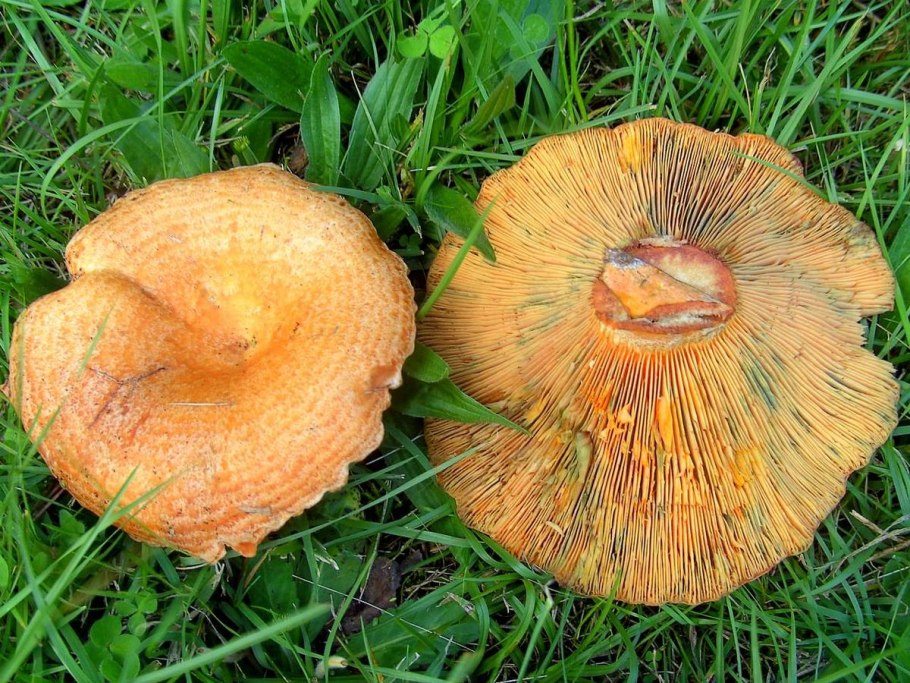 Груздь дубовый Lactarius zonarius